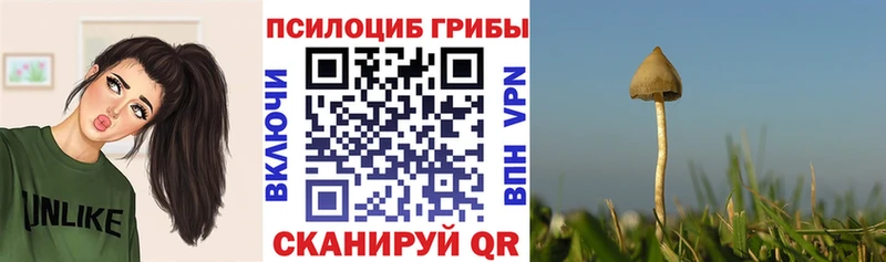 Купить  Инсар  Галлюциногенные грибы Psilocybine cubensis 